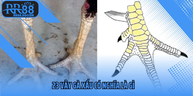 23 vảy gà xấu có nghĩa là gì