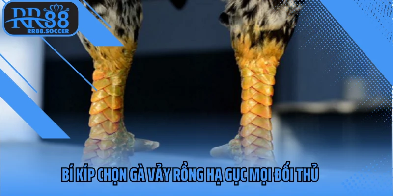 Bí kíp chọn gà vảy rồng hạ gục mọi đối thủ