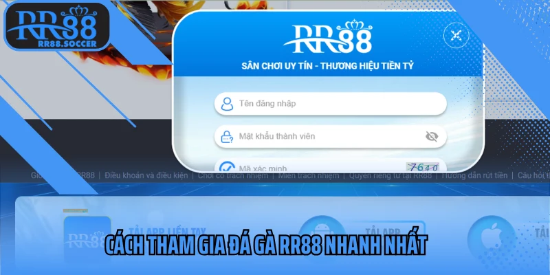 Cách tham gia chọi gà RR88 nhanh nhất