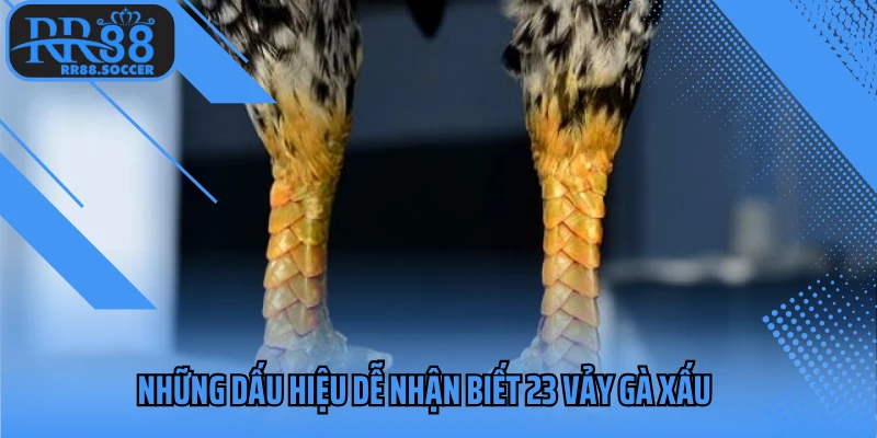 Những dấu hiệu dễ nhận biết 23 vảy gà xấu