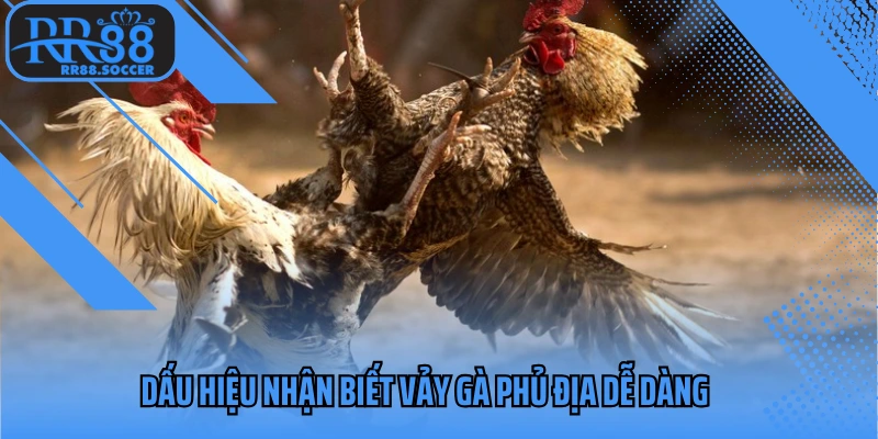 Dấu hiệu nhận biết vảy gà phủ địa dễ dàng
