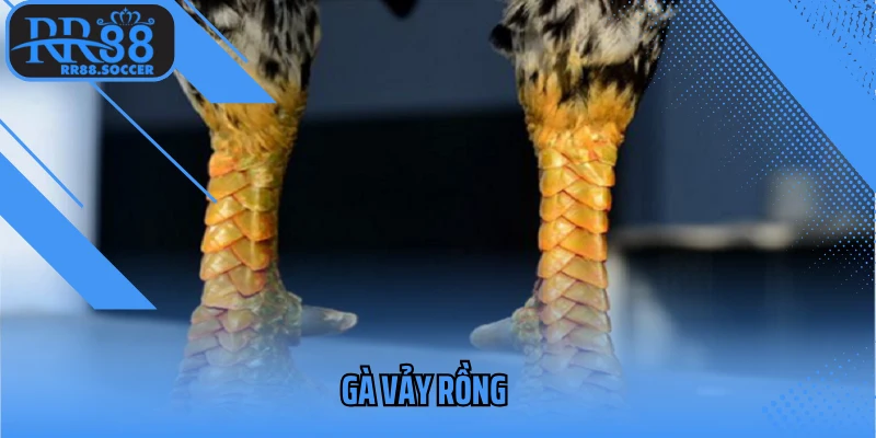 gà vảy rồng