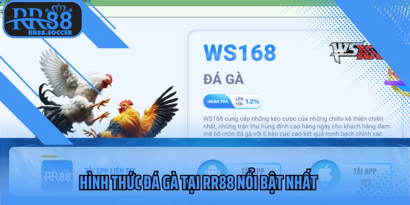 Hình thức đá gà nổi bật nhất