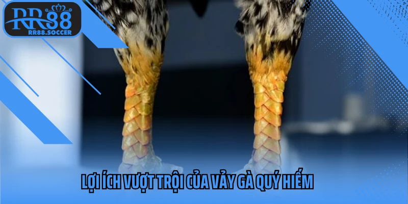 Lợi ích vượt trội của vảy gà quý hiếm