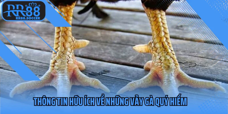 Một số thông tin hữu ích về vảy gà quý hiếm
