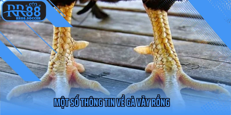 Một số thông tin về loại gà vảy rồng
