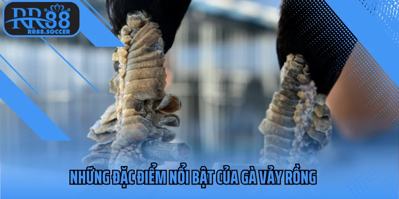 Những đặc điểm nổi bật của gà vảy rồng