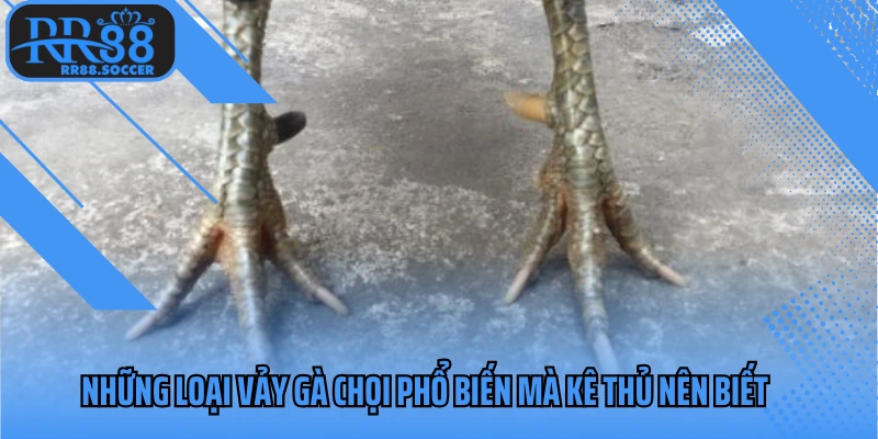 Những loại vảy gà chọi phổ biến mà kê thủ nên biết