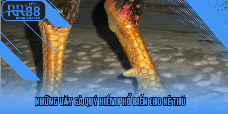 Những vảy gà quý hiếm phổ biến cho kê thủ