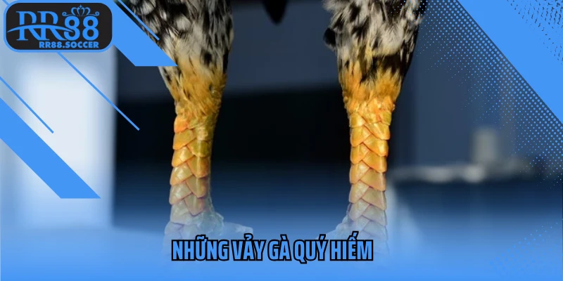 Những vảy gà quý hiếm