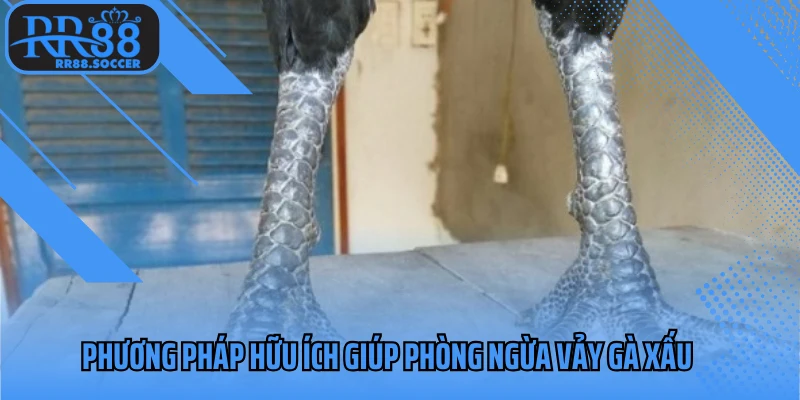 Phương pháp hữu ích giúp phòng ngừa vảy gà xấu