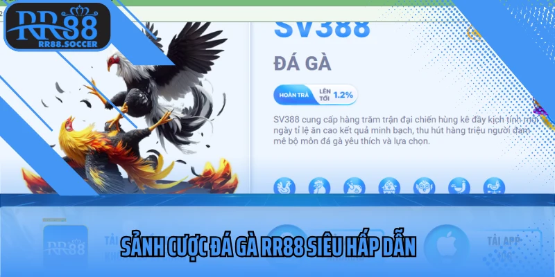 Sảnh cược đá gà siêu hấp dẫn