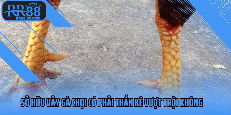 Sở hữu vảy gà chọi có phải thần kê vượt trội không
