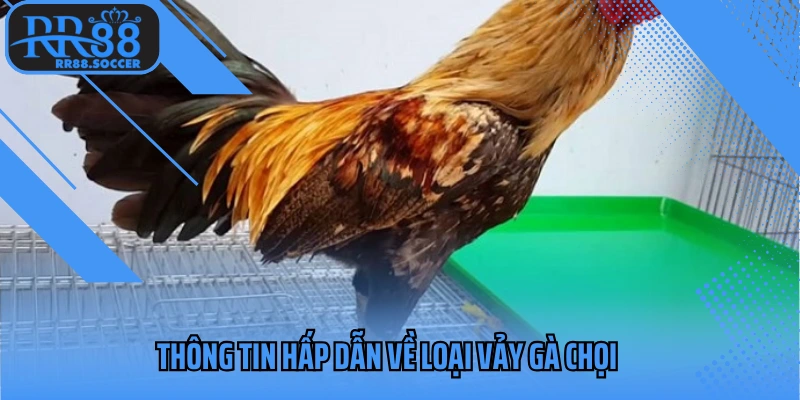 Thông tin hấp dẫn về loại vảy gà chọi
