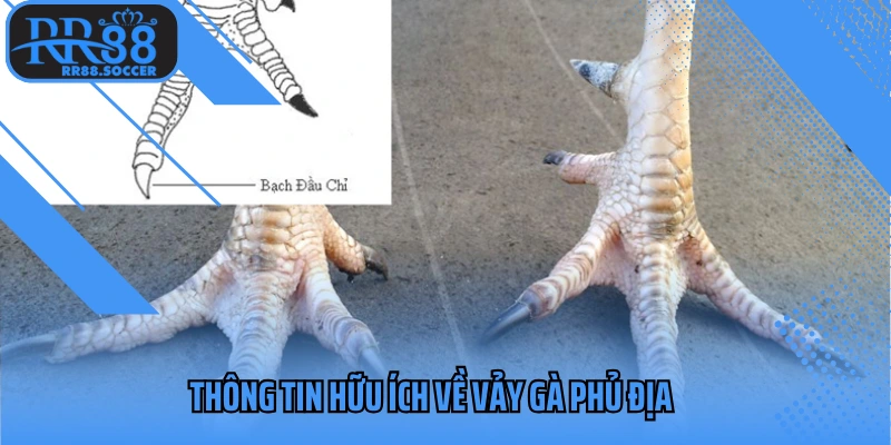 Thông tin hữu ích về vảy gà phủ địa