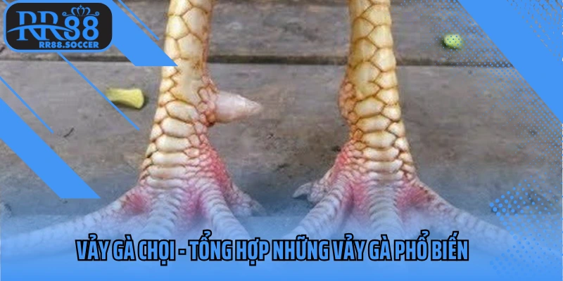 vảy gà chọi
