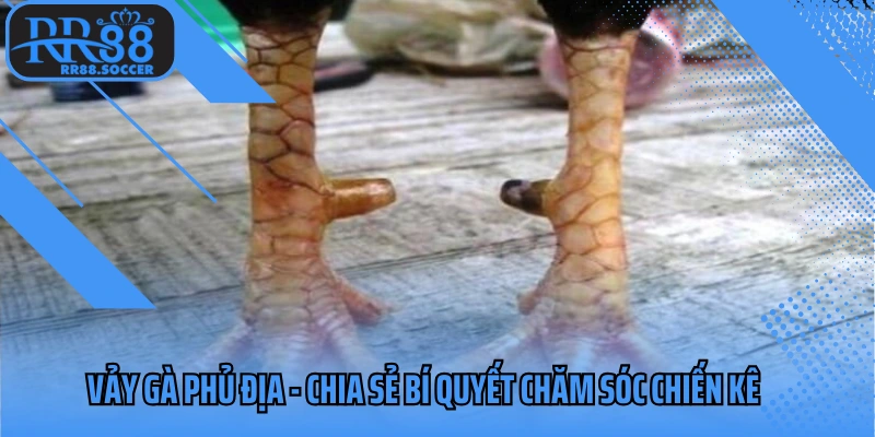 Vảy gà phủ địa